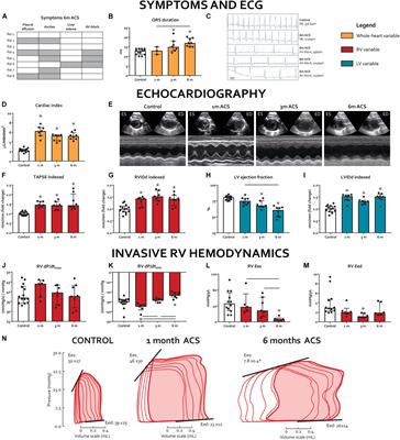 Volume Load-Induced Right Ventricular Failure in Rats Is Not Associated With Myocardial Fibrosis